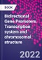 Bidirectional Gene Promoters. Transcription system and chromosomal structure - Product Thumbnail Image