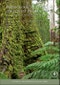 Physiological Ecology of Forest Production, Vol 4. Terrestrial Ecology - Product Thumbnail Image